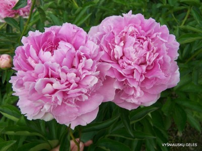 ‘Garbė Motinai‘