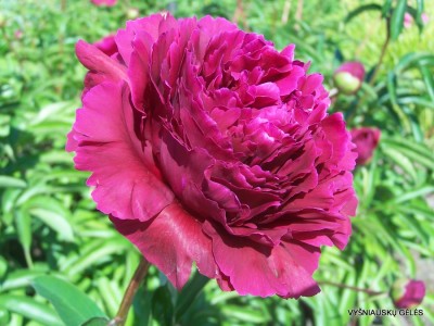 Bijūnas ‘Hong Zhu‘