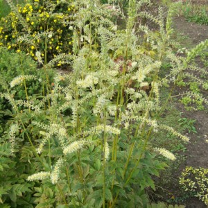 Dvokiančioji blakėžudė