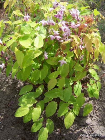 Jungo epimedis ‘Roseum‘