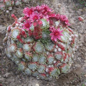 Sempervivum arachnoideum