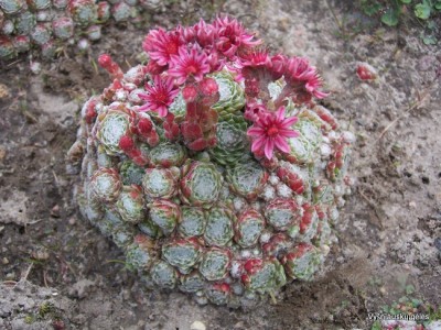 Sempervivum arachnoideum