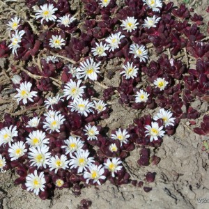 Mudrė ‘Ruby Coral‘