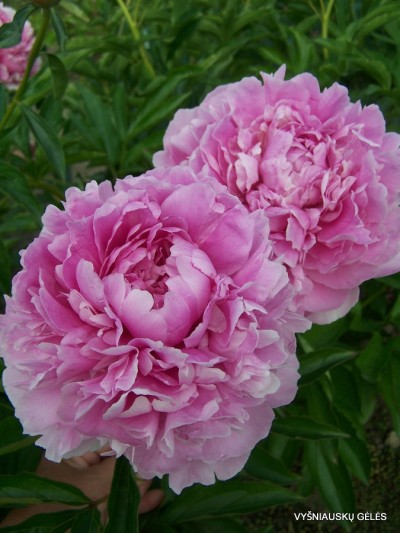 ‘Garbė Motinai‘