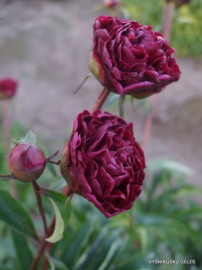 Bijūnas ‘Hong Zhu‘