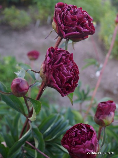 Bijūnas ‘Hong Zhu‘