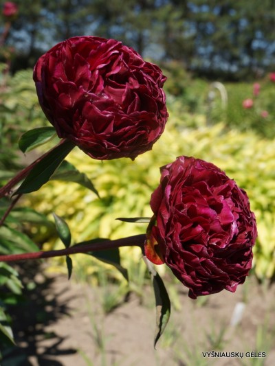 Bijūnas ‘Hong Zhu‘