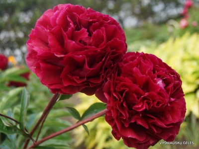 Bijūnas ‘Hong Zhu‘