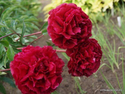 Bijūnas ‘Hong Zhu‘