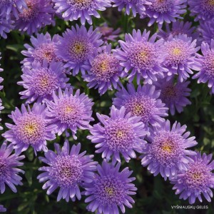 Alpinis astras ‘Antje‘