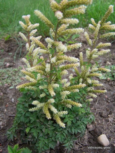 Aruncus aethusifolius