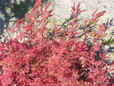 Aruncus aethusifolius (2)