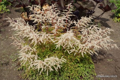 Aruncus ‘Johannifest‘ Aruncus ‘Johannifest‘