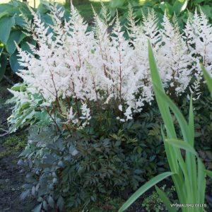 Astilbe japonica ‘Bronzelaub‘