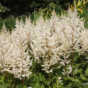 Astilbe x arendsii ’Irrlicht’