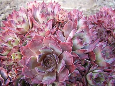 Šilropė ‘Blue Boy‘