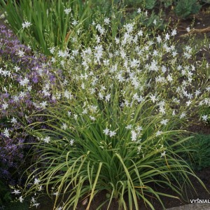 Šakotasis šiaudenis