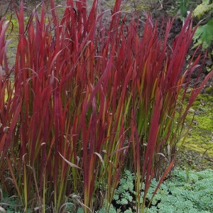 Ritininė imperata ‘Red Baron‘