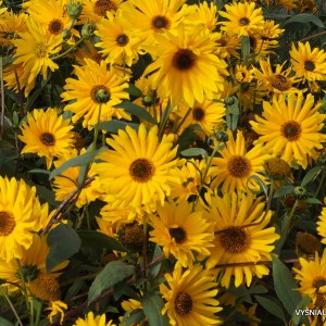 Saulėgrąža ’Monarch’