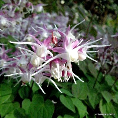 Epimedium grandiflorum ‘Tama no Genpei‘