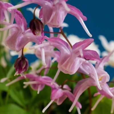 Epimedium x youngianum ‘Roseum‘