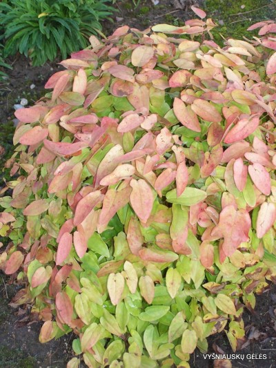 Epimedium x youngianum ‘Roseum‘ (2)