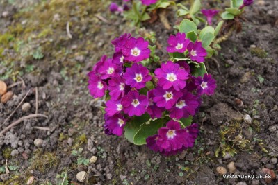 Gauruotoji raktažolė ’Christine’ (2)