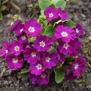 Gauruotoji raktažolė ’Christine’