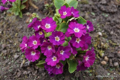 Gauruotoji raktažolė ’Christine’