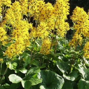 Gaurė ’Gregynog Gold’