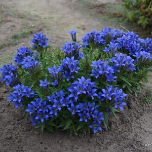 Gentiana sp.