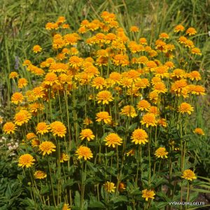 Heliopsis helianthoides 'Asahi'