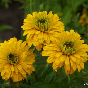 Heliopsis helianthoides 'Goldgefieder' (4)