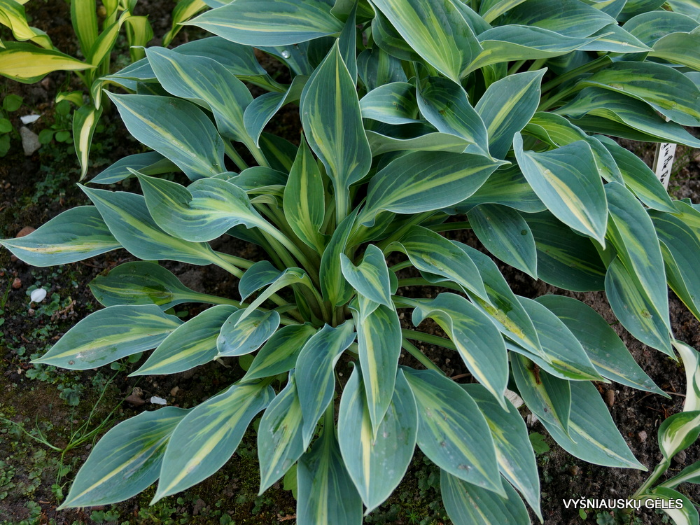 Hosta ‘Stand by Me’ (3)