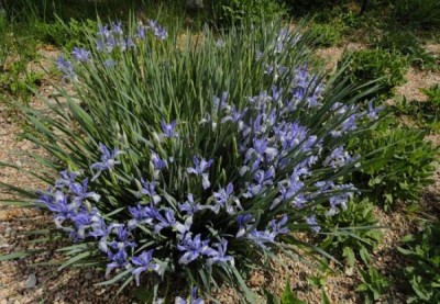 Iris lactea_1