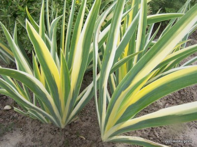 Iris pallida ‘Variegata’ (2)