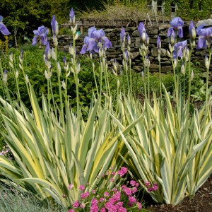 Iris pallida ‘Variegata’