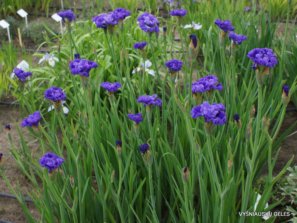 Iris-sibirica-Blueberry-Fair-1
