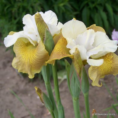 Iris-sibirica-New-Mown-Hay