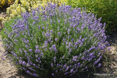 Lavandula angustifolia ’Mėlynas Sapnas’ (5)