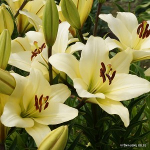 Lelija ‘Courier’