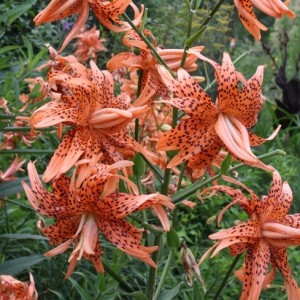 Lelija ‘Flore Pleno’