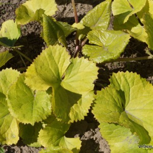 Ligularia dentata ‘Aurea‘