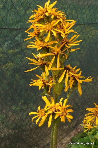 Ligularia x hessei ’Gregynog Gold’