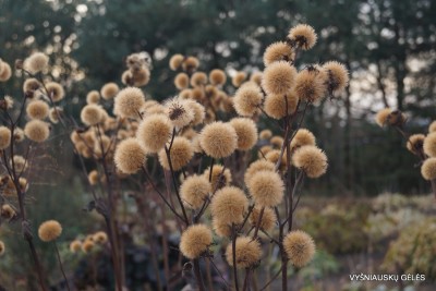 Ligularia x palmatiloba