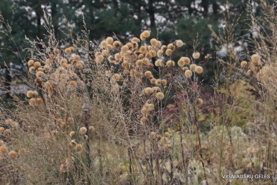Ligularia x palmatiloba (2)