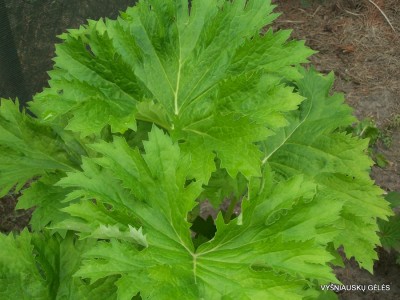 Ligularia x palmatiloba