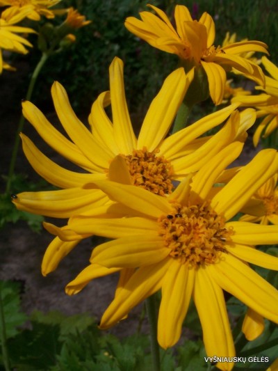 Ligularia x palmatiloba