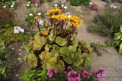 Ligularia ’Garden Confetti’ (2)