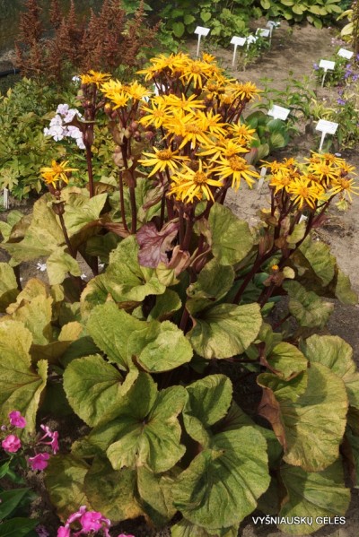 Ligularia ’Garden Confetti’ (3)